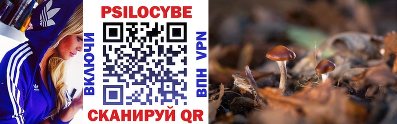 где купить наркоту  Карачаевск  Псилоцибиновые грибы Cubensis 